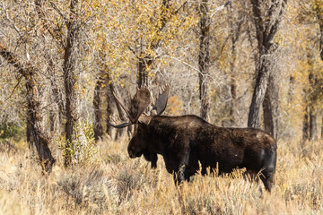 Bull Shiras Moose in Autumn in Wyoming
