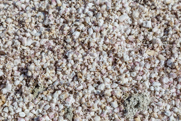 Looking down on a bed of seashells at Salton Sea Beach
