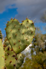 Close up of a heart shaped prickly pear cactus pad against a blue sky with white and gray clouds. Pima County, Tucson, Arizona. October of 2018.