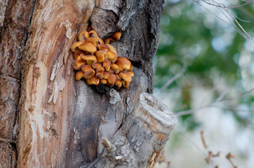 Гриб паразит на дереве © alabura