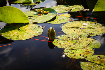Geschlossene Seerose im Teich