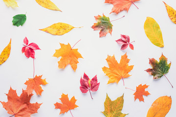 Fototapeta premium top view of scattered autumnal leaves isolated on white