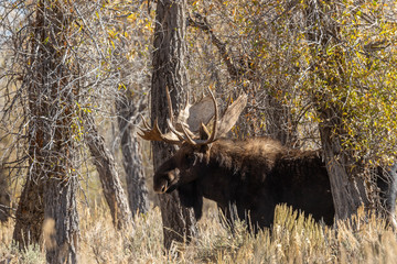 Bull Shiras Moose in Autumn in Wyoming