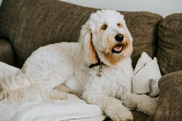 Golden doodle Dog at Home on Couch