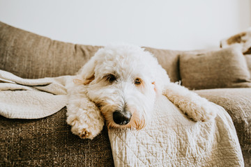 Golden doodle Dog at Home on Couch © MeganBetteridge