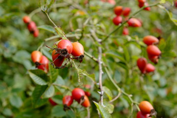 Hagebutten Knospen