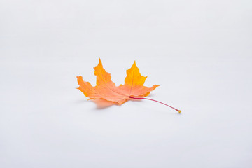 one orange maple leaf isolated on white, autumn background