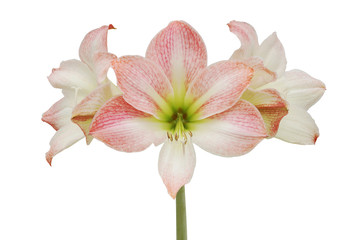 Fototapeta na wymiar Blooming Pink Hippeastrum, Amaryllis Flowers Isolated on White Background