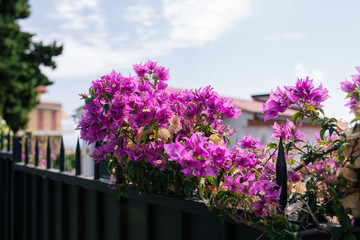 Fototapeta na wymiar Roze flowers on the bushes on the south coast of France