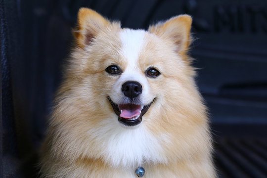 Pomeranian Chiweenie Mix Puppies Store www.cifroclub.ru