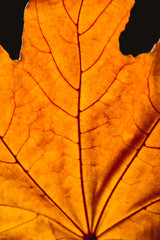 Naklejka na ściany i meble close up of orange maple leaf with veins isolated on black, autumn background