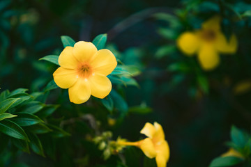 Garden of yellow flowers and green leaves with blurred background.