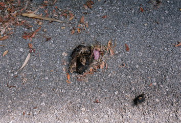 Shit on asphalt on the streets of the summer city