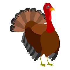 Isolated thanksgiving turkey bird. Vector illustration design