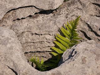 Farn in einem Felsloch von der Sonne angestrahlt
