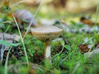 Polonne / Ukraine - 6 October 2018: Ripe mushroom in green grass. Autumn forest scene. white...