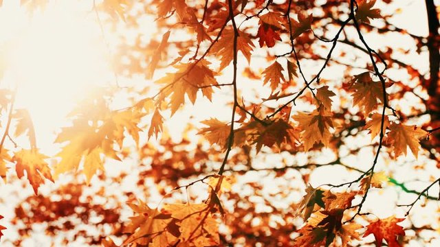 Autumn maple tree leaves against sky with sun shining through fall branches blowing in breeze. Nature background