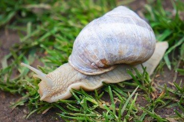 Roman Snail (Helix pomatia)