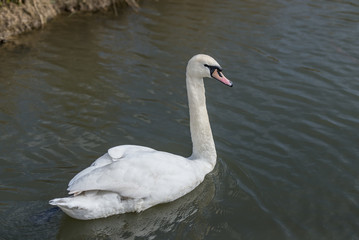 Mute Swan Cygnus olo on lake