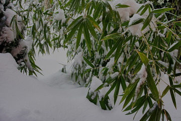 Original bamboo texture from elegant thin green leaves on white snow in winter. Green bamboo leaves leaned into a snowdrift under the weight of snow.