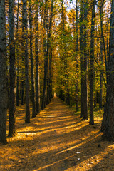 Fototapeta na wymiar Autumn landscape - a straight path in the autumn forest with tall trees