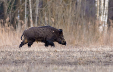 Fully grown male runs solitary over the early spring field near the forest in the evening