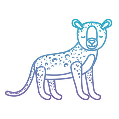Fototapeta premium wild cheetah animal isolated