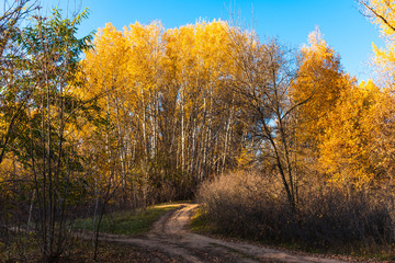 Autumn landscape - road in autumn mixed forest on a bright sunny day