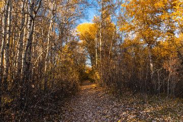 Footpath in the autumn forest in late autumn on a sunny day