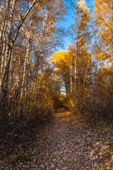 Footpath in the autumn forest in late autumn on a sunny day