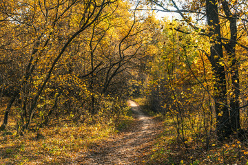 Footpath in the autumn forest in late autumn on a sunny day