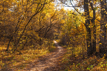 Footpath in the autumn forest in late autumn on a sunny day