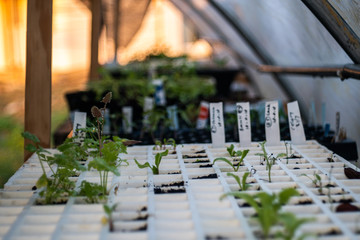 greenhouse with small pot and plant seed