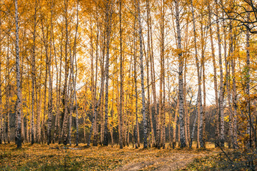 Beautiful birch trunks with gold leaves in woodland