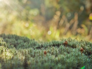 Polonne / Ukraine - 6 October 2018: Three small mushrooms grow on moss on a sunny day