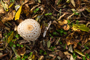Forest mushroom with a white hat in the autumn forest close-up, top view