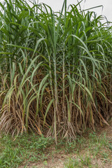 Sugarcane plants grow in thailand