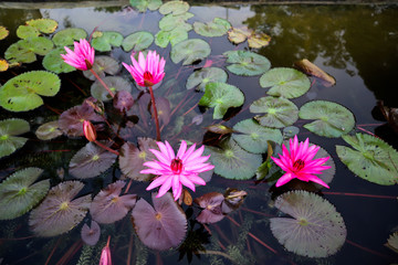 water lily in a pond
