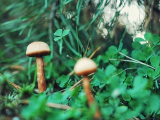Polonne / Ukraine - 6 October 2018: Ripe mushroom in green grass. Autumn forest scene. white mushrooms with a round hat in the forest, typical for autumn atmosphere. 