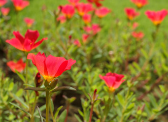 Flower Portulaca oleracea