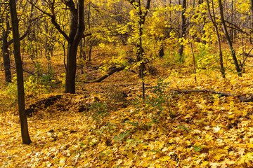 Land in the forest covered with autumn yellow leaves