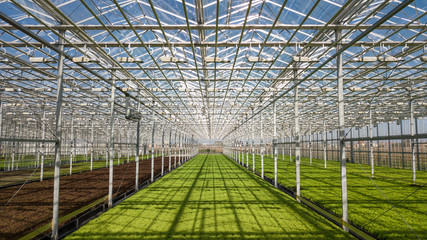 Big hydroponic greenhouse with green fresh salad. Healthy organic food.
