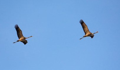Pair of Common Cranes in sync flight with blue sky as background