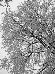 Beautiful snowy white covered tree branches