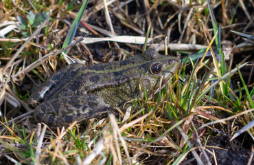 Pool frog sits in grass on damp soil
