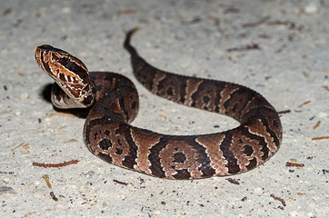 Cottonmouth