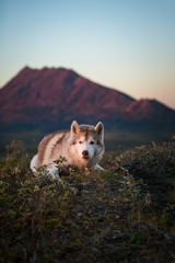 Portrait of gorgeous and free dog breed siberian husky lying on the hill on the scenic mountains background