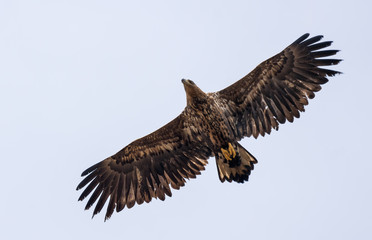 Young White-tailed eagle soars in sky with wide spreaded wings and tail