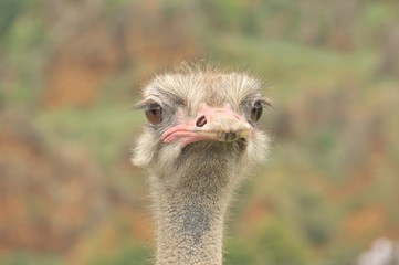 Avestruz