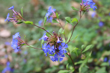 Ceratostigma wilmottianum branch with blue flowers. Bush in autumn in the garden
